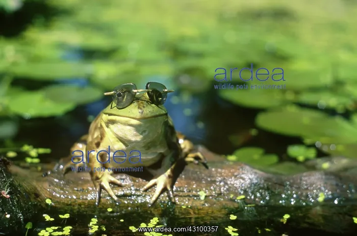 : Bullfrog wearing sunglasses : Bullfrog wearing sunglasses