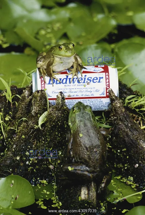 : Bullfrogs (Rana catesbeiana) and a can of Budweiser in Ludlow, Massachusetts : Bullfrogs (Rana catesbeiana) and a can of Budweiser in Ludlow, Massachusetts