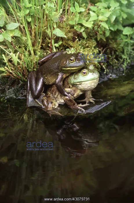 : Bullfrogs mating : Bullfrogs mating