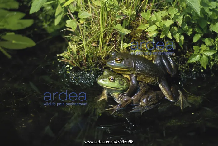 : Bullfrogs Mating : Bullfrogs Mating