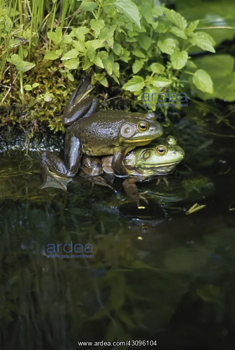 : Bullfrogs Mating : Bullfrogs Mating