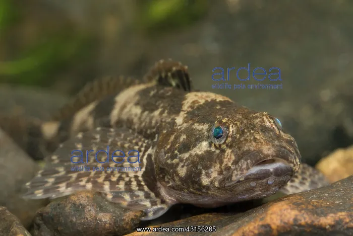 : Bullhead (Cottus perifretum) portrait : Bullhead (Cottus perifretum) portrait