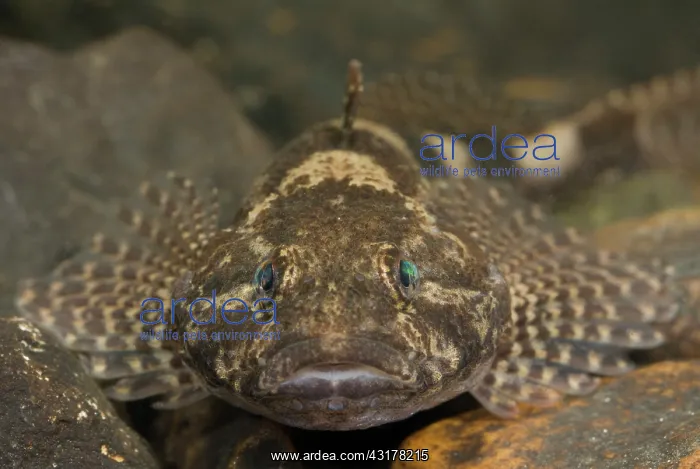 : Bullhead (Cottus perifretum) portrait : Bullhead (Cottus perifretum) portrait