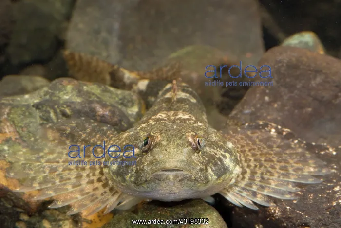  : Bullhead (Cottus perifretum) portrait