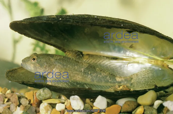 : Bullhead Fish - in shell : Bullhead Fish - in shell