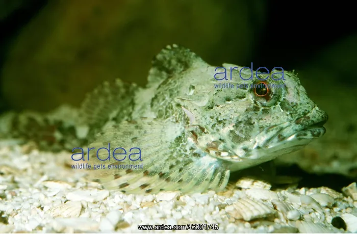 : BULLHEAD / SEA SCORPION : BULLHEAD / SEA SCORPION