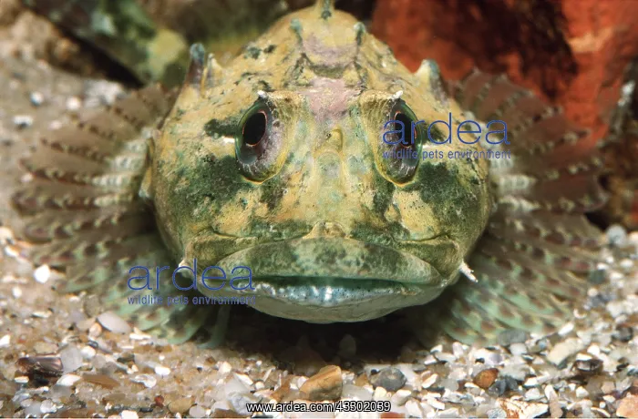 : BULLHEAD / Sea scorpion : BULLHEAD / Sea scorpion