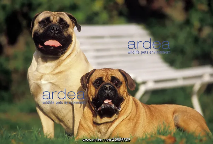  : Bullmastiff - two