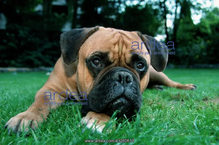 : Bullmastiff : Bullmastiff