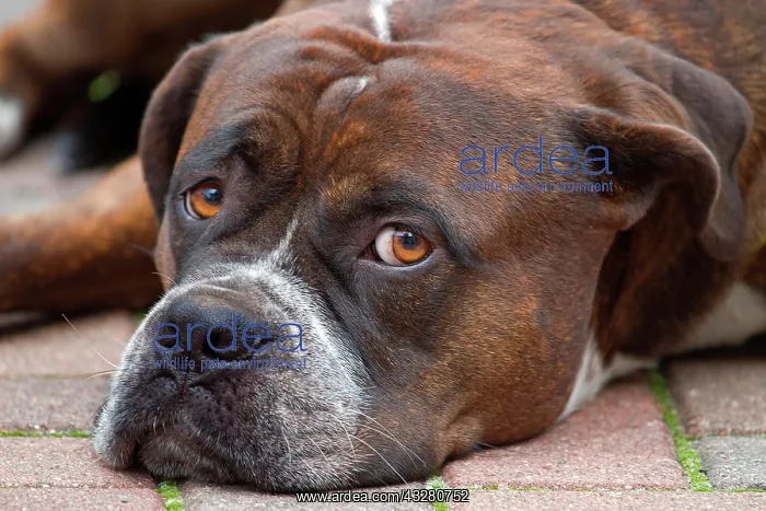 : Bullmastiff-Alano hybrid dog relaxing on a pavement : Bullmastiff-Alano hybrid dog relaxing on a pavement