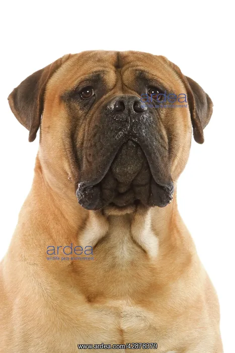  : Bullmastiff Dog