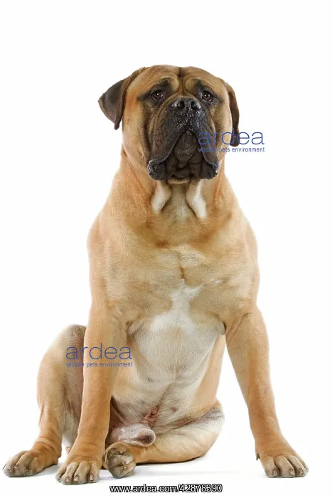  : Bullmastiff dog