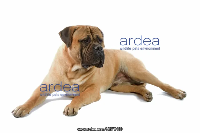  : Bullmastiff dog