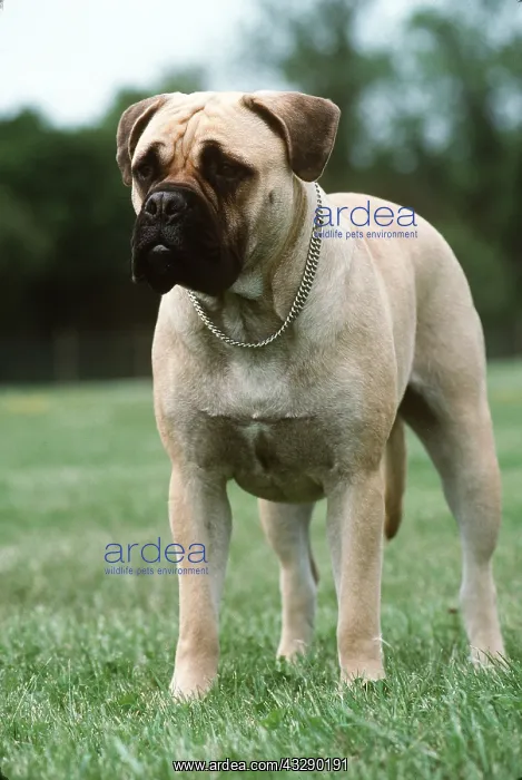 : Bullmastiff DOG : Bullmastiff DOG