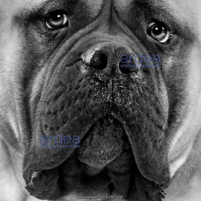 : Bullmastiff Dog - close-up of face. Black and White : Bullmastiff Dog - close-up of face. Black and White