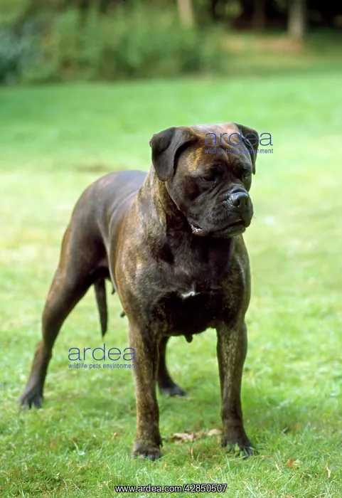 : BULLMASTIFF DOG - STANDING : BULLMASTIFF DOG - STANDING
