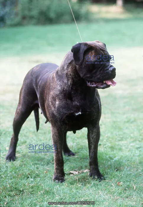 : BULLMASTIFF DOG - standing : BULLMASTIFF DOG - standing