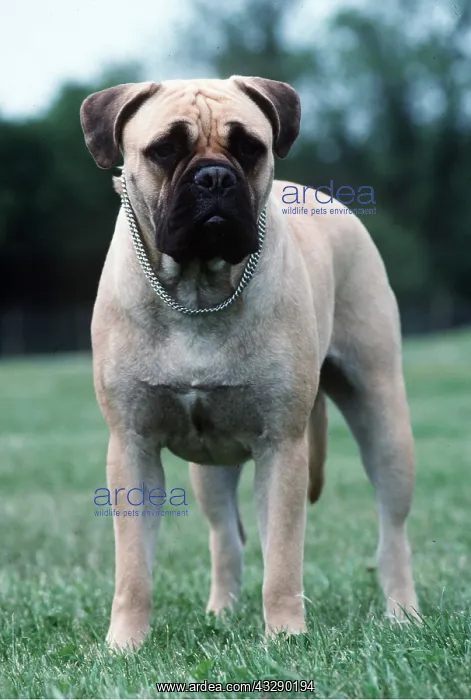 : BULLMASTIFF DOG - wearing chain : BULLMASTIFF DOG - wearing chain