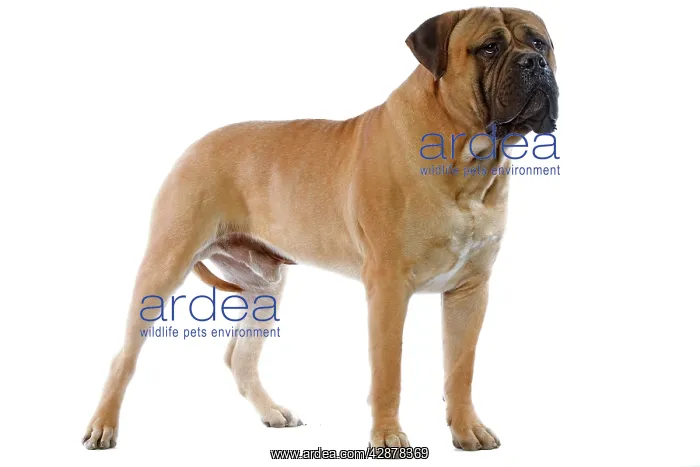  : Bullmastiff - standing
