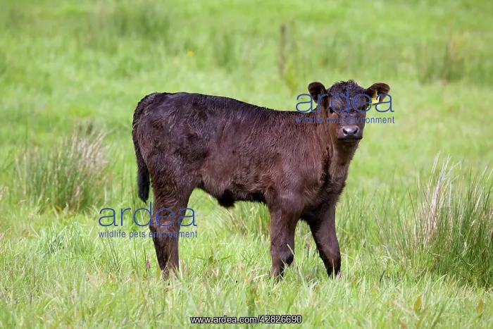  : Bullock. Cornwall - UK
