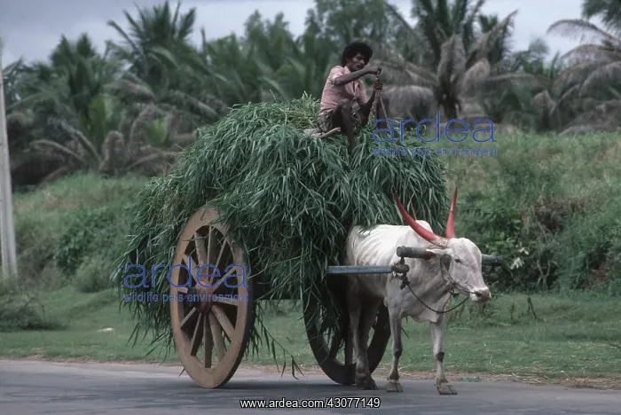 : Bullock cart loaded with grass near Bangalore India : Bullock cart loaded with grass near Bangalore India