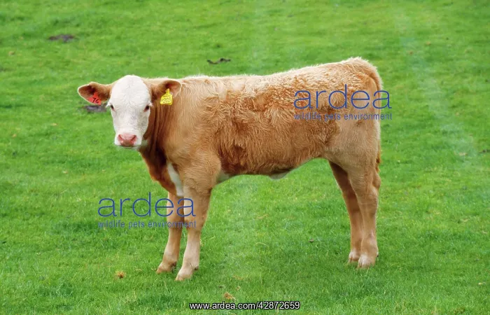  : Bullock - cattle