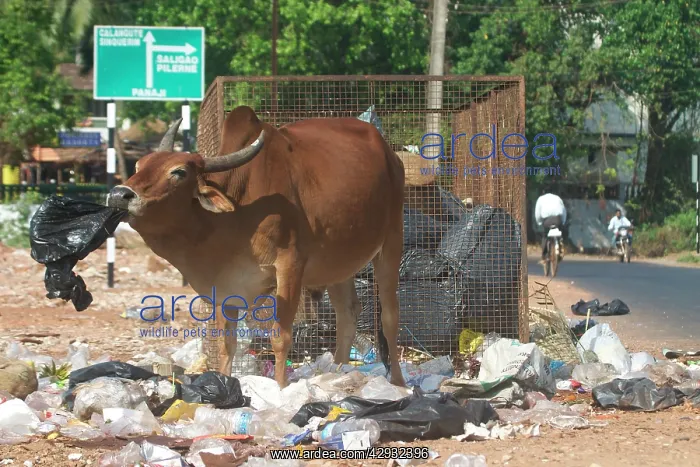 : Bullock - Foraging at a rubbish area : Bullock - Foraging at a rubbish area
