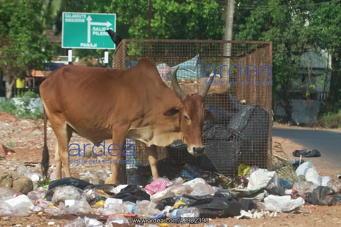 : Bullock - Foraging at a rubbish area : Bullock - Foraging at a rubbish area