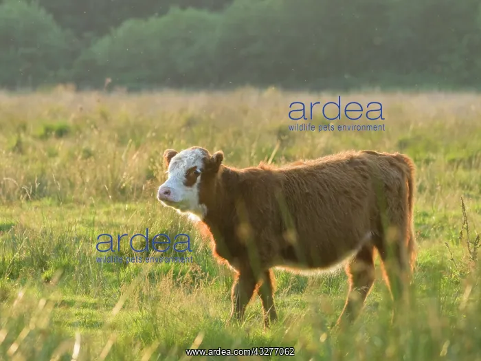  : Bullock on grazing marsh - Norfolk UK