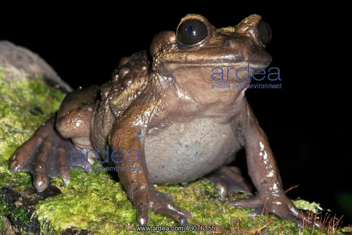 : Bullock's False Toad : Bullock's False Toad