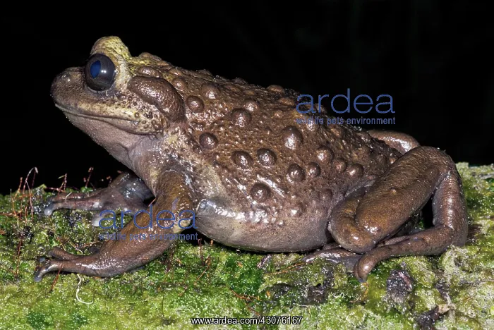 : Bullock's False Toad : Bullock's False Toad