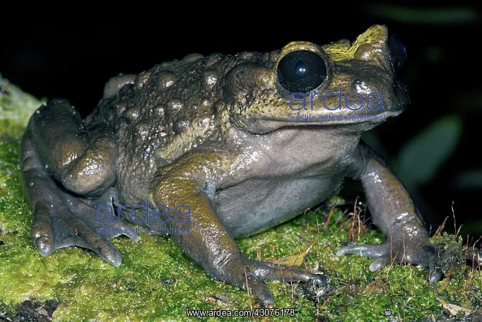  : Bullock's False Toad