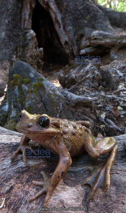 : Bullock's False Toad : Bullock's False Toad