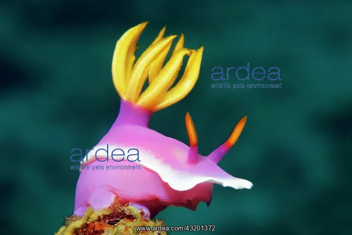 : Bullocks Hypselodoris (Hypselodoris bullockii) : Bullocks Hypselodoris (Hypselodoris bullockii)
