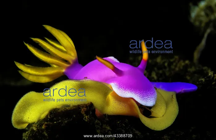 : Bullocks hypselodoris (Hypselodoris bullockii) : Bullocks hypselodoris (Hypselodoris bullockii)