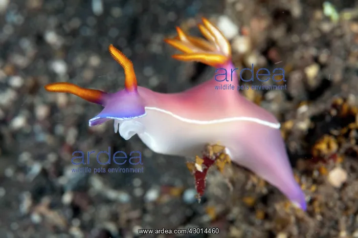 : Bullock's Hypselodoris Nudibranch : Bullock's Hypselodoris Nudibranch