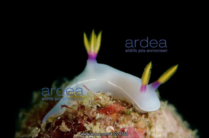: Bullock's Hypselodoris Nudibranch : Bullock's Hypselodoris Nudibranch