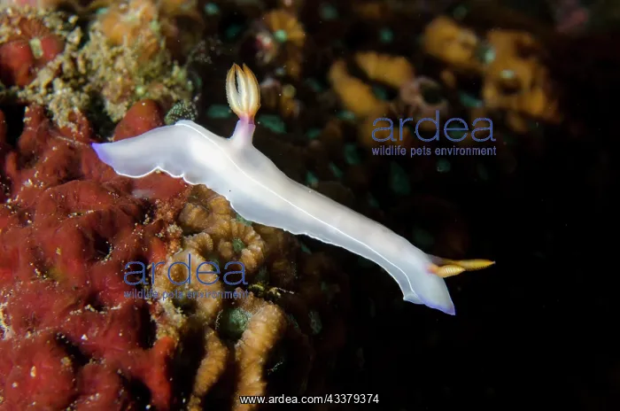  : Bullock's Hypselodoris Nudibranch