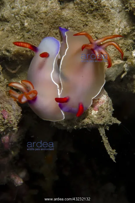 : Bullock's Hypselodoris Nudibranch - mating pair : Bullock's Hypselodoris Nudibranch - mating pair