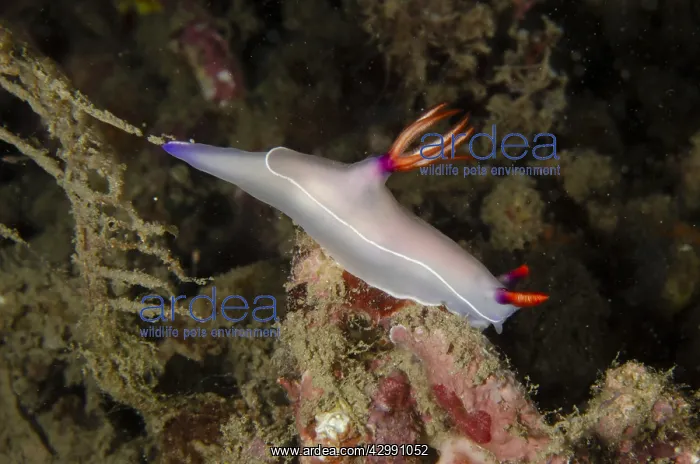 : Bullock's Hypselodoris Nudibranch - Tasi Tolu dive : Bullock's Hypselodoris Nudibranch - Tasi Tolu dive