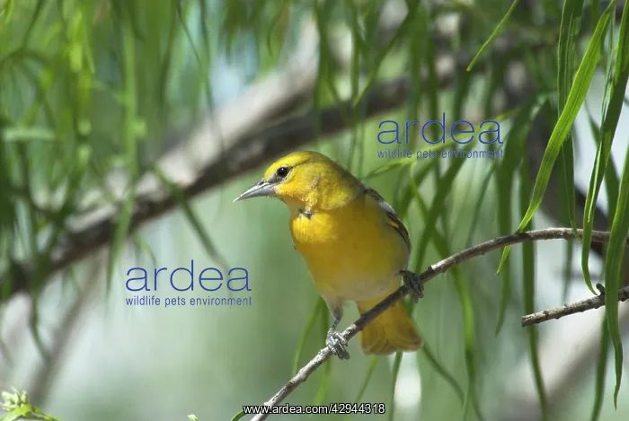 : Bullock's Oriole - Female on branch in bush : Bullock's Oriole - Female on branch in bush