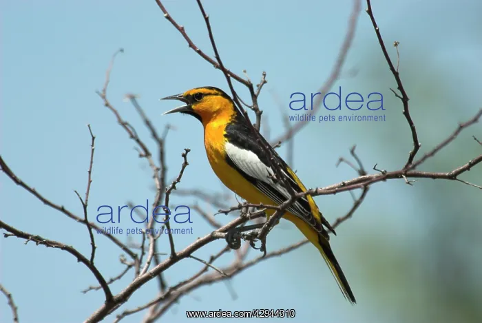 : Bullock's Oriole - Male singing on branch : Bullock's Oriole - Male singing on branch