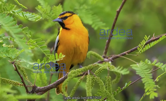 : Bullock's oriole pause for a moment in southern Arizona : Bullock's oriole pause for a moment in southern Arizona