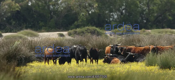 : Bulls of the Camargue Regional Natural Park of the Camargue : Bulls of the Camargue Regional Natural Park of the Camargue