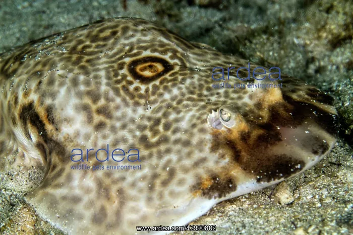 : Bulls-Eye Electric Ray : Bulls-Eye Electric Ray