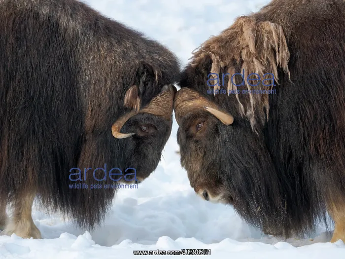 : Bulls fighting. muskox in deep snow during winter : Bulls fighting. muskox in deep snow during winter