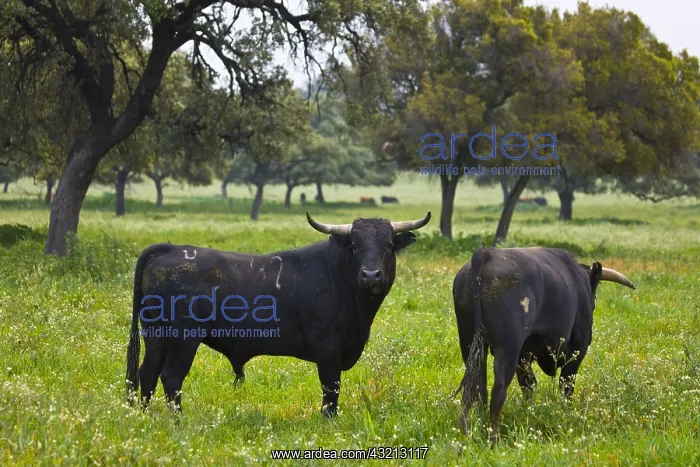 : Two Bulls in a meadow in Andalusia Spain : Two Bulls in a meadow in Andalusia Spain