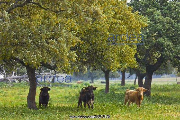 : Bulls in a meadow in Andalusia Spain : Bulls in a meadow in Andalusia Spain