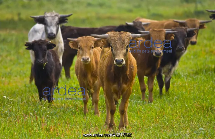 : Bulls in a meadow in Andalusia Spain : Bulls in a meadow in Andalusia Spain