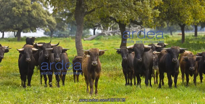: Bulls in a meadow in Andalusia Spain : Bulls in a meadow in Andalusia Spain